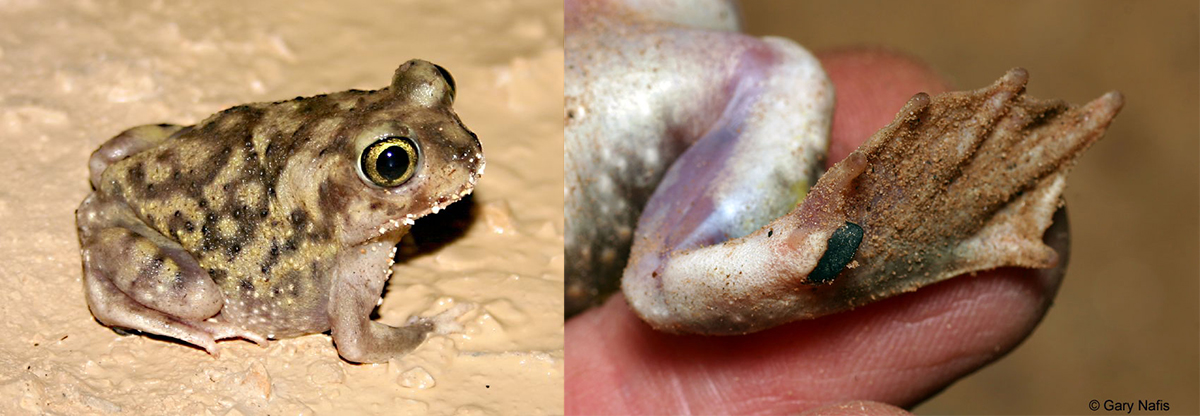 Photo of Couch's Spadefoot