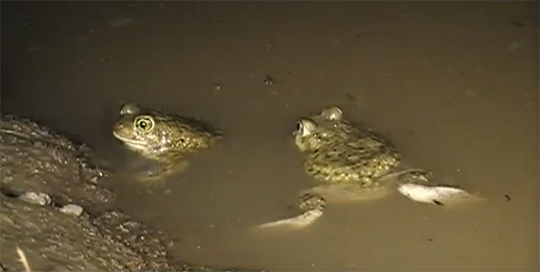 Photo of Couch's Spadefoot