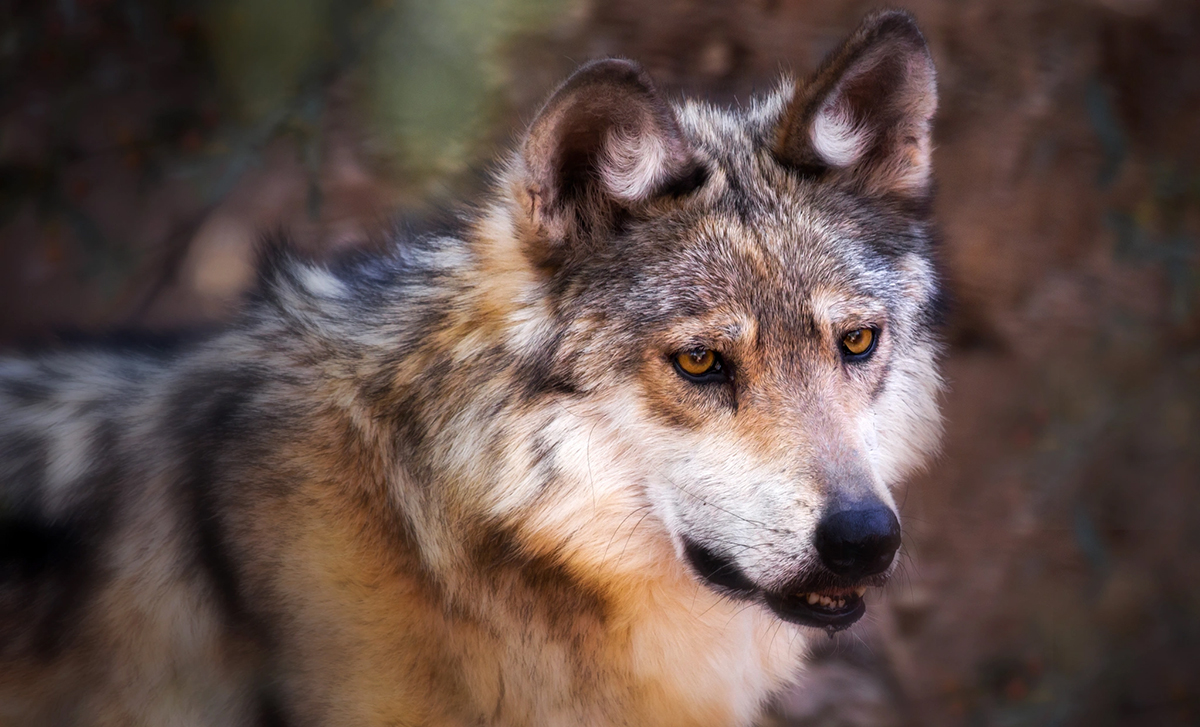 Photo of Mexican Gray Wolf