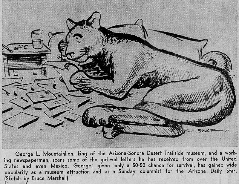 George L Mountainlion cartoons bruce marshall 1955