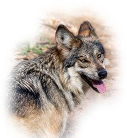 Wolf looking back over her shoulder