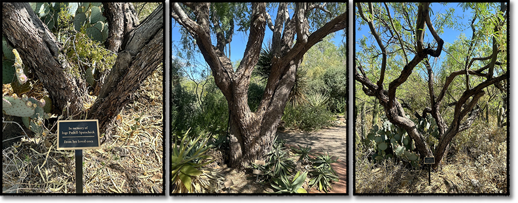 Three Memorial trees on grounds