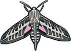 Moth