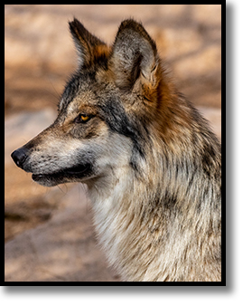 Head shot of one of the wolves in her current exhibit area
