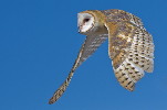 Thumbnail of BaOw5-IanCollier.jpg