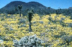 Pleasant Valley flowers, 1973